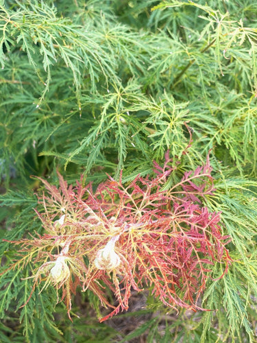 Acer palmatum 'Dr. Brown' - mapleridgenursery